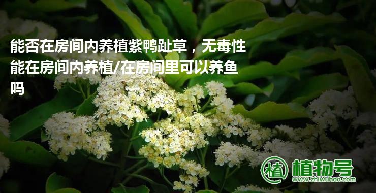 能否在房间内养植紫鸭趾草，无毒性能在房间内养植/在房间里可以养鱼吗