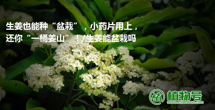 生姜也能种“盆栽”，小药片用上，还你“一桶姜山”！/生姜能盆栽吗