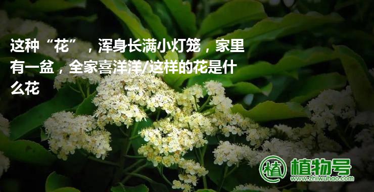 这种“花”，浑身长满小灯笼，家里有一盆，全家喜洋洋/这样的花是什么花