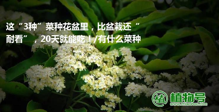 这“3种”菜种花盆里，比盆栽还“耐看”，20天就能吃！/有什么菜种