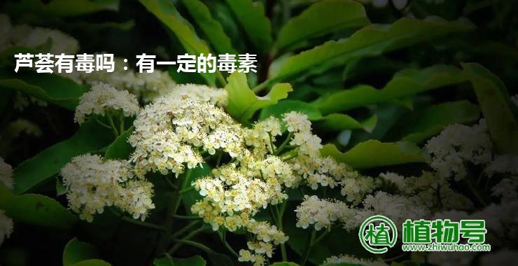 芦荟有毒吗：有一定的毒素