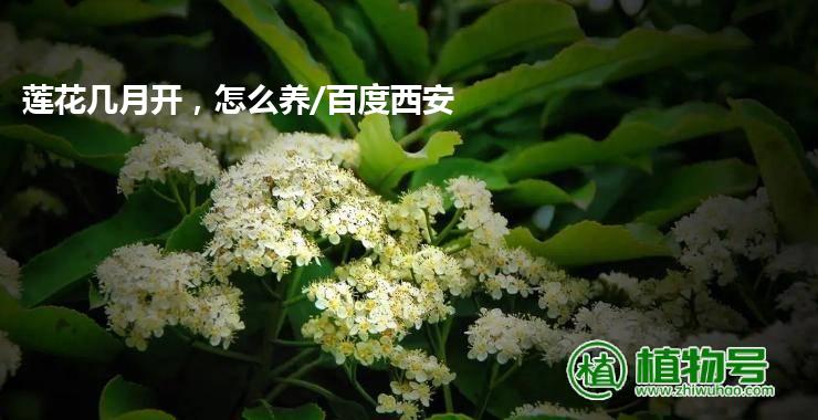 莲花几月开，怎么养/百度西安