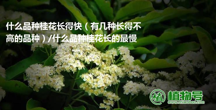 什么品种桂花长得快（有几种长得不高的品种）/什么品种桂花长的最慢