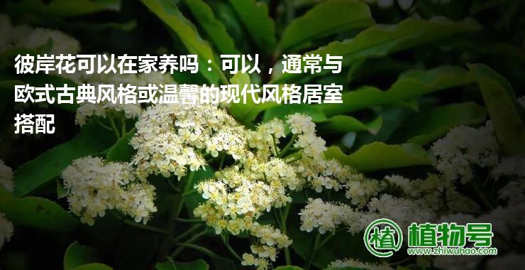 彼岸花可以在家养吗：可以，通常与欧式古典风格或温馨的现代风格居室搭配