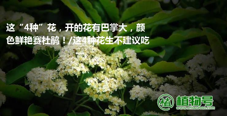 这“4种”花，开的花有巴掌大，颜色鲜艳赛杜鹃！/这4种花生不建议吃