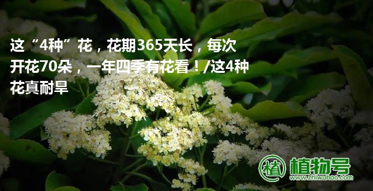 这“4种”花，花期365天长，每次开花70朵，一年四季有花看！/这4种花真耐旱