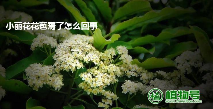 小丽花花苞蔫了怎么回事