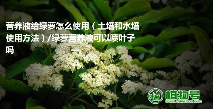 营养液给绿萝怎么使用（土培和水培使用方法）/绿萝营养液可以喷叶子吗