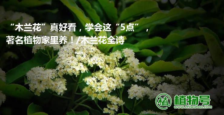 “木兰花”真好看，学会这“5点”，著名植物家里养！/木兰花全诗