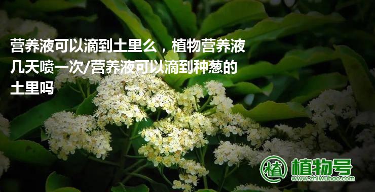 营养液可以滴到土里么，植物营养液几天喷一次/营养液可以滴到种葱的土里吗