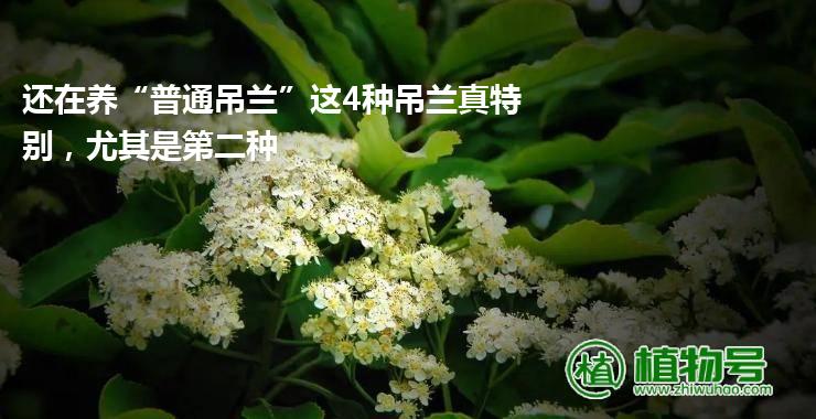 还在养“普通吊兰”这4种吊兰真特别，尤其是第二种