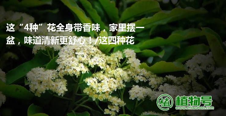 这“4种”花全身带香味，家里摆一盆，味道清新更舒心！/这四种花