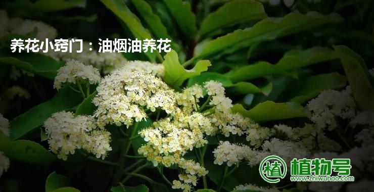 养花小窍门：油烟油养花