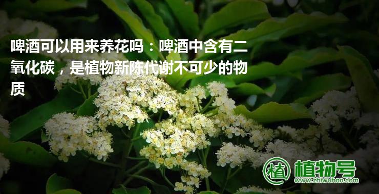 啤酒可以用来养花吗：啤酒中含有二氧化碳，是植物新陈代谢不可少的物质