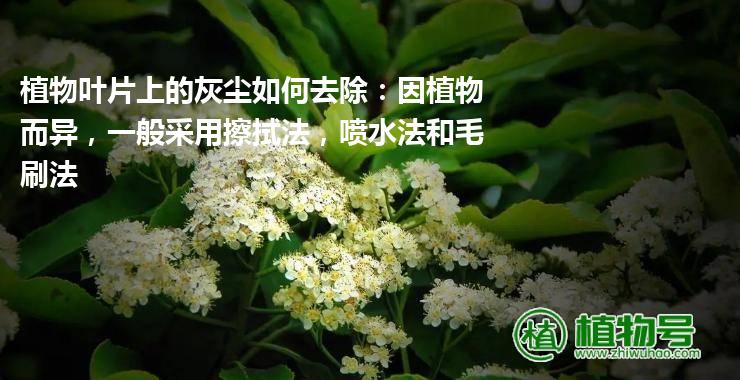 植物叶片上的灰尘如何去除：因植物而异，一般采用擦拭法，喷水法和毛刷法