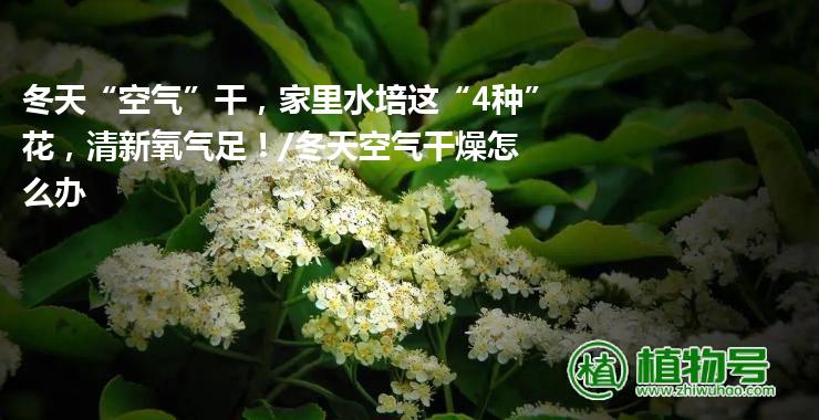 冬天“空气”干，家里水培这“4种”花，清新氧气足！/冬天空气干燥怎么办