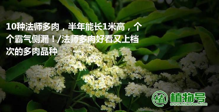 10种法师多肉，半年能长1米高，个个霸气侧漏！/法师多肉好看又上档次的多肉品种