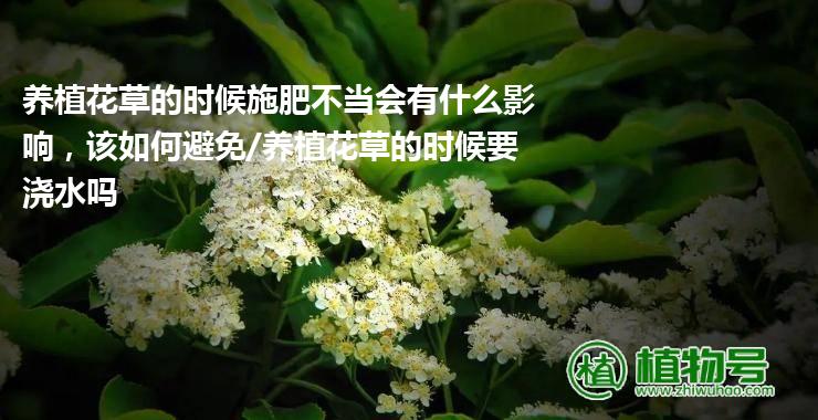 养植花草的时候施肥不当会有什么影响，该如何避免/养植花草的时候要浇水吗