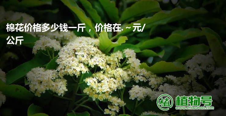 棉花价格多少钱一斤，价格在.～元/公斤