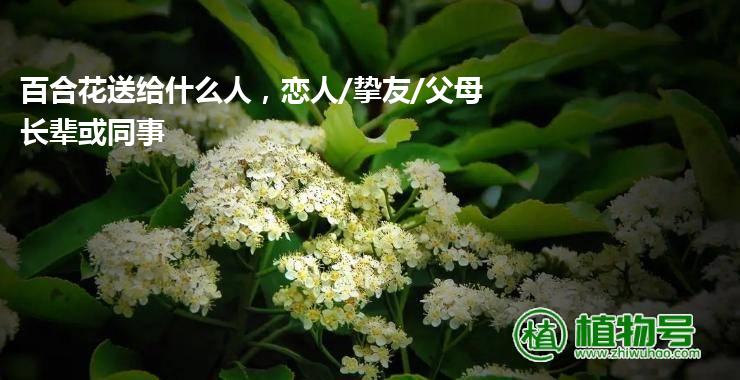 百合花送给什么人，恋人/挚友/父母长辈或同事