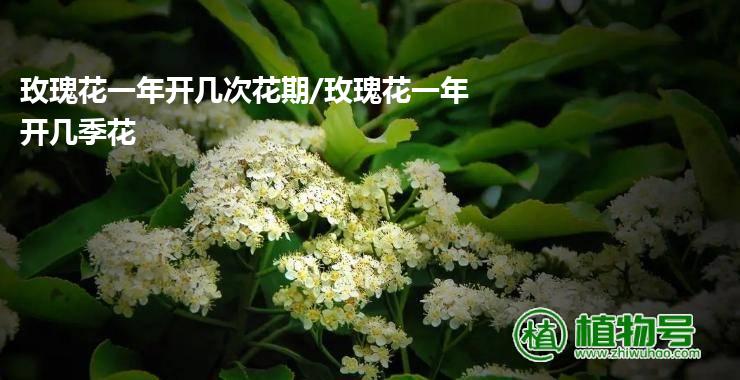 玫瑰花一年开几次花期/玫瑰花一年开几季花