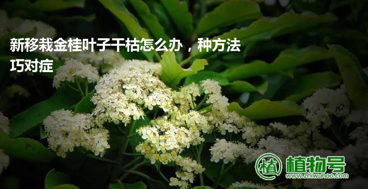 新移栽金桂叶子干枯怎么办，种方法巧对症