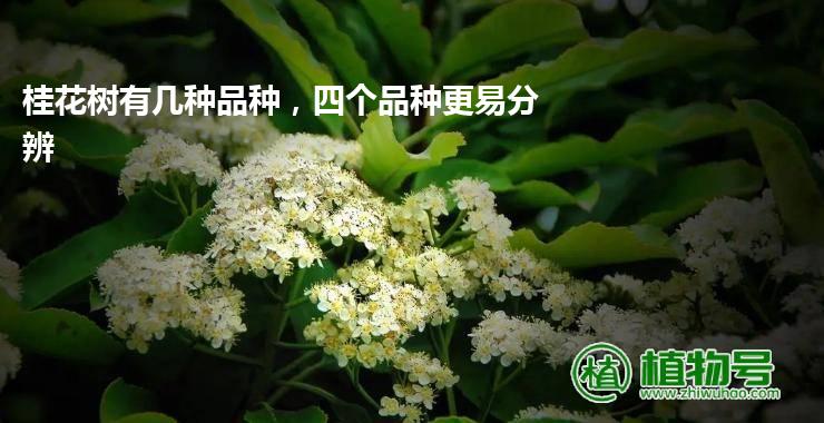 桂花树有几种品种，四个品种更易分辨