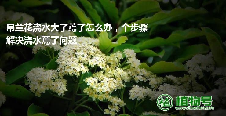 吊兰花浇水大了蔫了怎么办，个步骤解决浇水蔫了问题