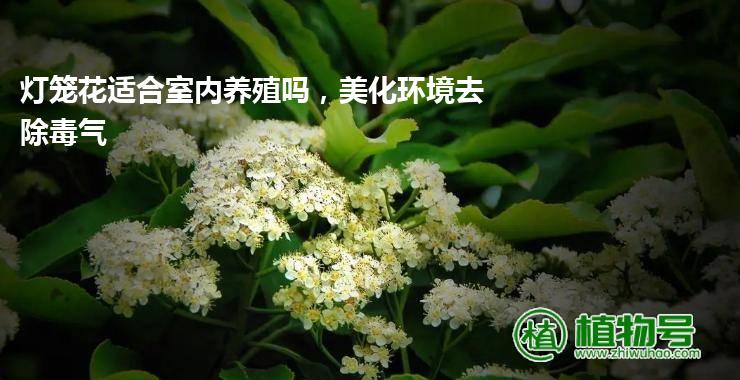 灯笼花适合室内养殖吗，美化环境去除毒气