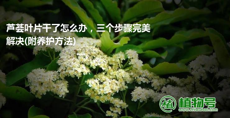 芦荟叶片干了怎么办，三个步骤完美解决(附养护方法)