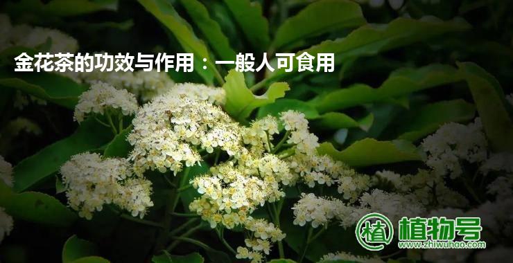 金花茶的功效与作用：一般人可食用