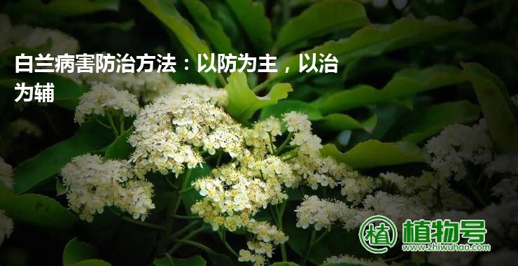 白兰病害防治方法：以防为主，以治为辅