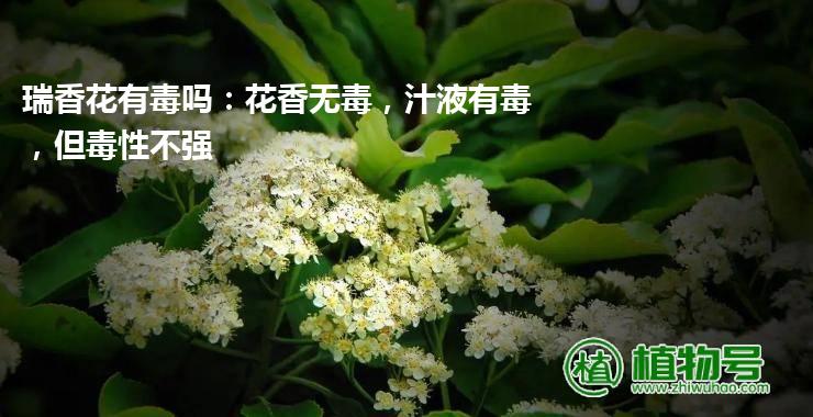 瑞香花有毒吗：花香无毒，汁液有毒，但毒性不强