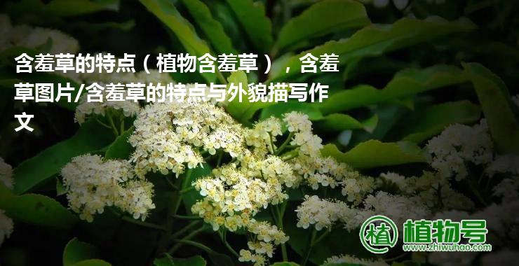 含羞草的特点（植物含羞草），含羞草图片/含羞草的特点与外貌描写作文