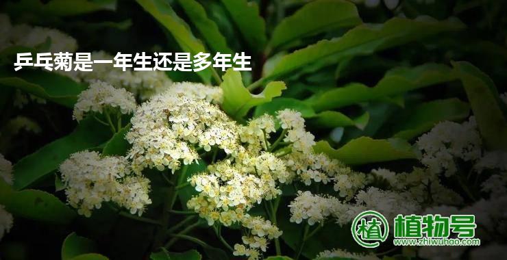 乒乓菊是一年生还是多年生