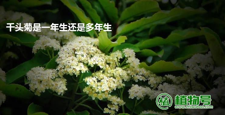 千头菊是一年生还是多年生