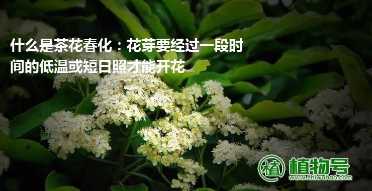 什么是茶花春化：花芽要经过一段时间的低温或短日照才能开花