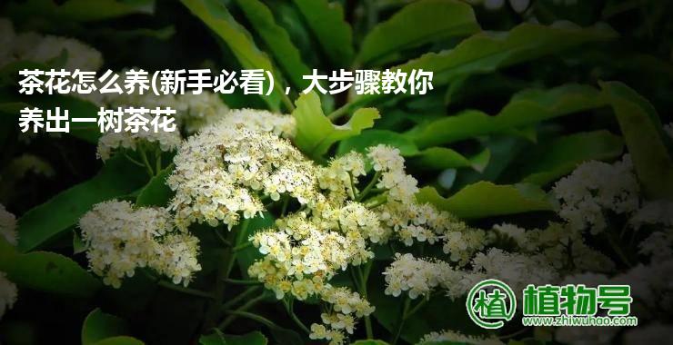 茶花怎么养(新手必看)，大步骤教你养出一树茶花