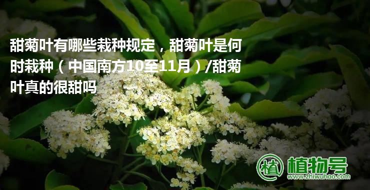 甜菊叶有哪些栽种规定，甜菊叶是何时栽种（中国南方10至11月）/甜菊叶真的很甜吗