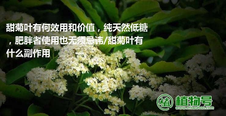 甜菊叶有何效用和价值，纯天然低糖，肥胖者使用也无须忌讳/甜菊叶有什么副作用