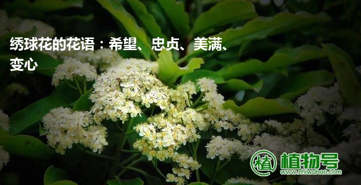 绣球花的花语：希望、忠贞、美满、变心