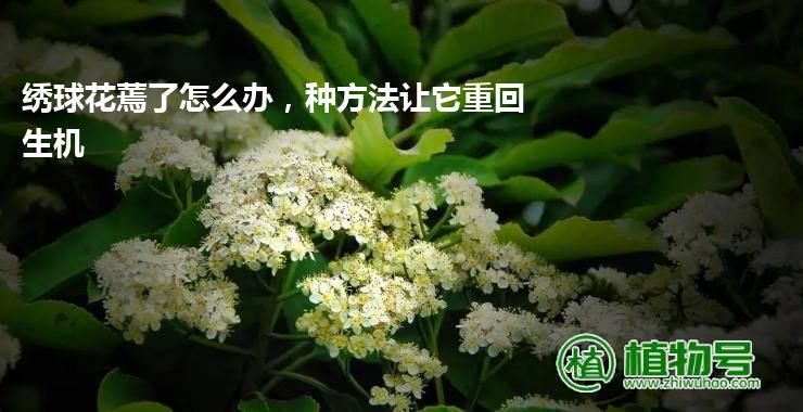 绣球花蔫了怎么办，种方法让它重回生机