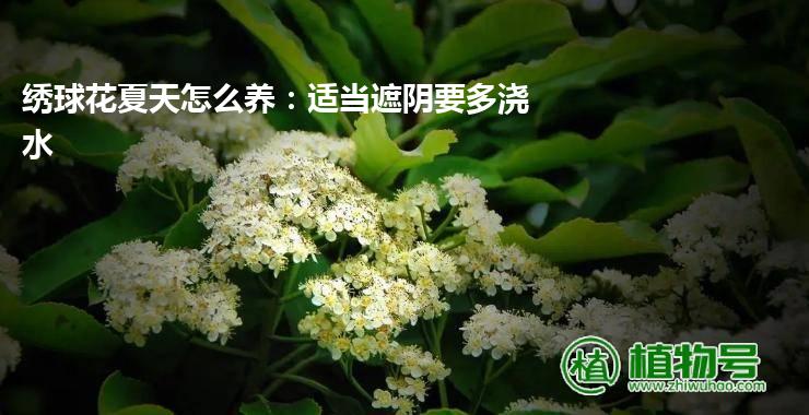 绣球花夏天怎么养：适当遮阴要多浇水