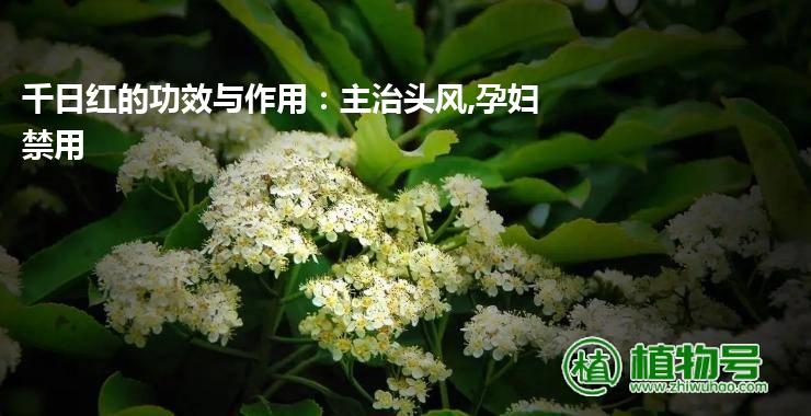 千日红的功效与作用：主治头风,孕妇禁用