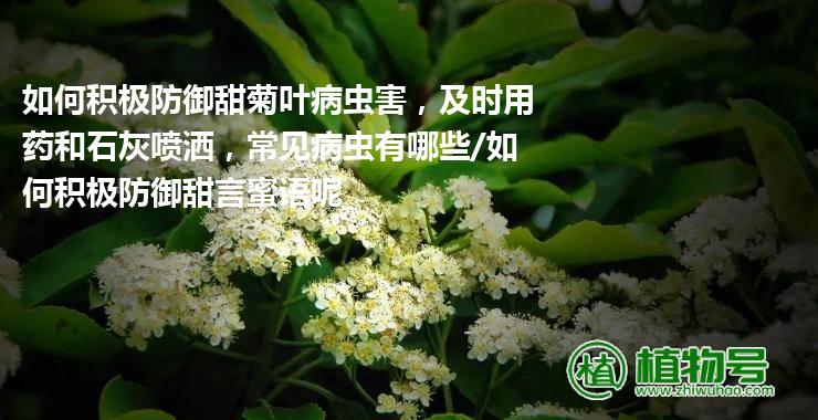 如何积极防御甜菊叶病虫害，及时用药和石灰喷洒，常见病虫有哪些/如何积极防御甜言蜜语呢