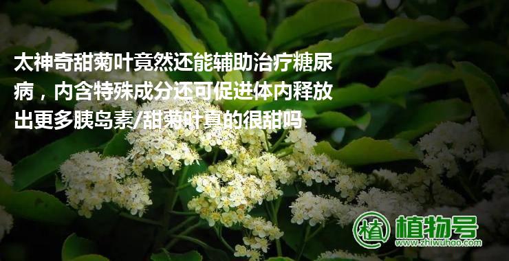 太神奇甜菊叶竟然还能辅助治疗糖尿病，内含特殊成分还可促进体内释放出更多胰岛素/甜菊叶真的很甜吗