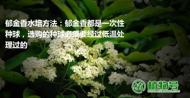 郁金香水培方法：郁金香都是一次性种球，选购的种球必须要经过低温处理过的