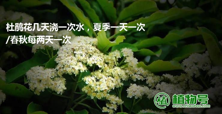 杜鹃花几天浇一次水，夏季一天一次/春秋每两天一次