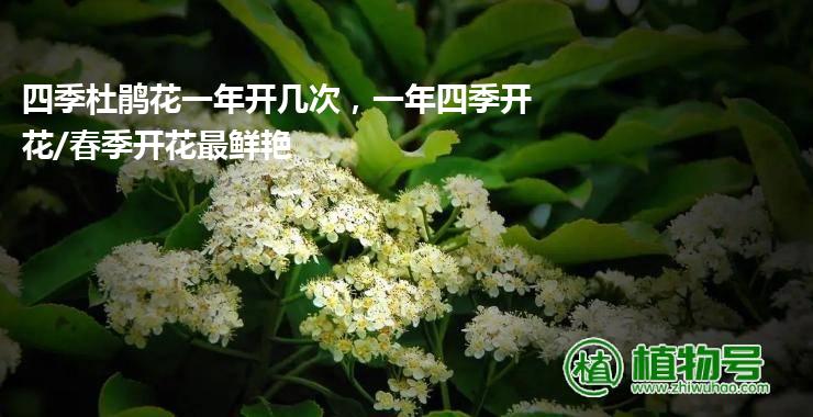 四季杜鹃花一年开几次，一年四季开花/春季开花最鲜艳