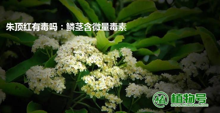 朱顶红有毒吗：鳞茎含微量毒素